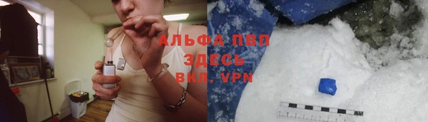 сатива Бородино